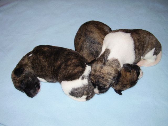 Paloma (left), Ophelia (in the middle) and Chantal (right)