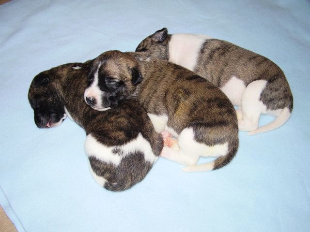 Paloma (left), Ophelia (in the middle) and Chantal (right)