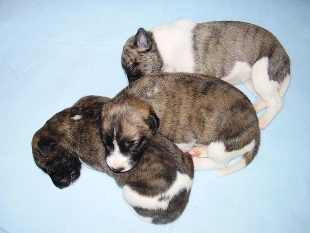 Paloma (in the front), Ophelia (in the middle) and Chantal (in the back)