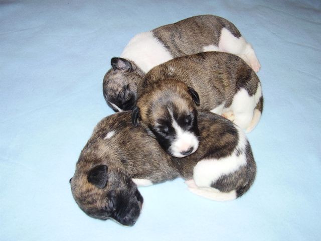 Paloma (in the front), Ophelia (in the middle) and Chantal (in the back)