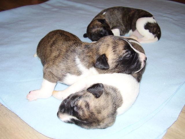 Chantal (in the front), Ophelia (in the middle) and Paloma (in the back)