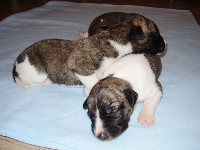 Chantal (in the front) and Ophelia