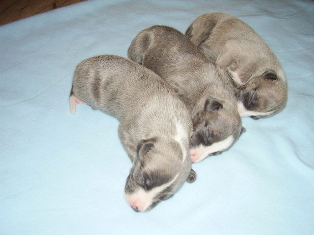 Falstaff (left), Fidelio (in the middle) and Don Pasquale (right)