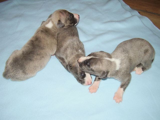 Don Pasquale (left), Fidelio (in the middle) and Falstaff (right)