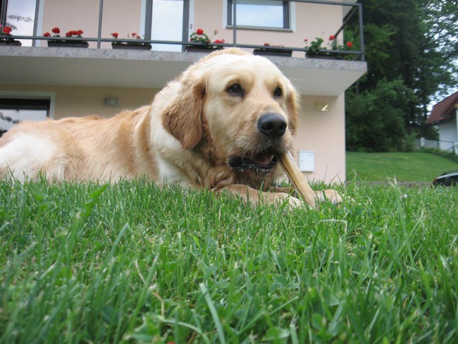 Oskar-zunaj na travi 24.6.08 - foto povečava