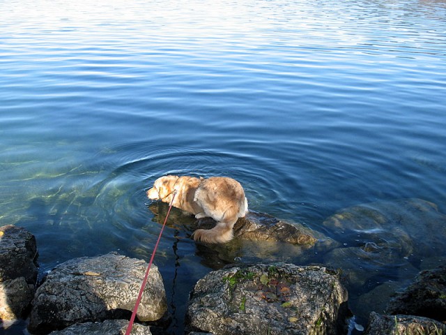 Oskar - Velenjsko jezero - foto