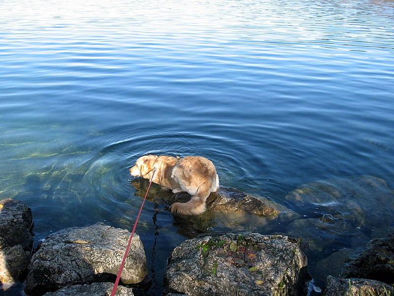 Oskar - Velenjsko jezero - foto povečava