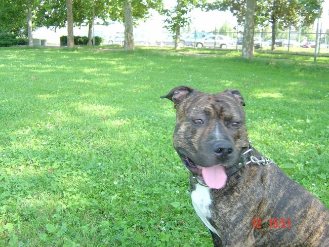 Tar - foto povečava