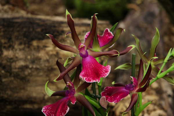 Orhideje iz razstave orhidej in metuljev - foto povečava