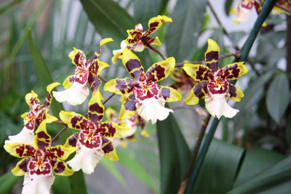 Orhideje iz razstave orhidej in metuljev - foto