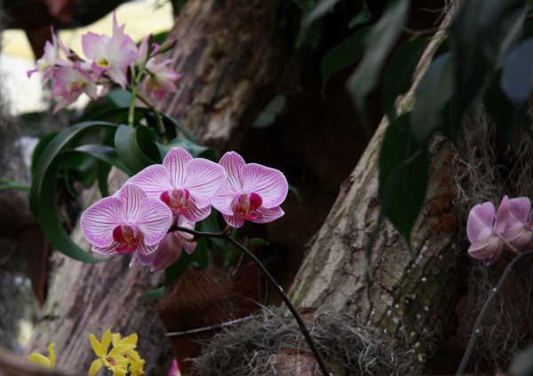 Orhideje iz razstave orhidej in metuljev - foto povečava