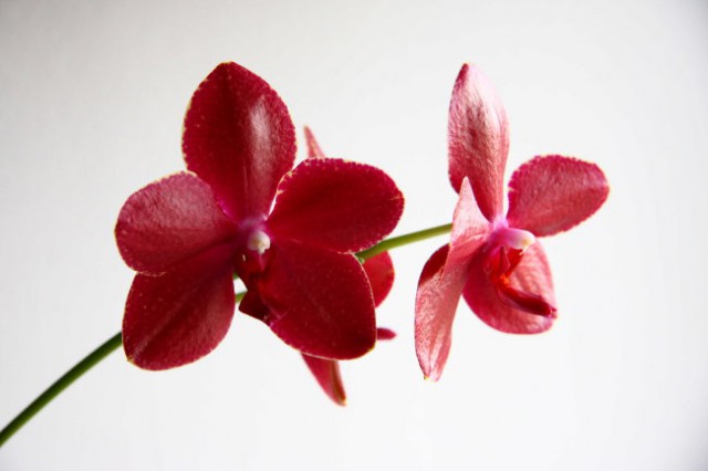 Phalaenopsis Brother purple iz razprodaje orhidej v Bauhausu 2006
