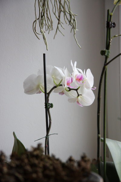 Domače orhideje 2008 - foto povečava