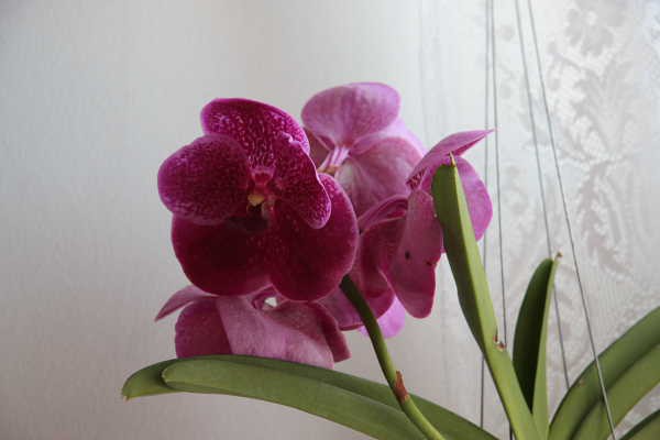 Vanda iz razstave orhidej (2008)