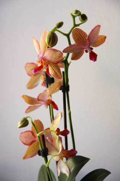 Phalaenopsis Brown Shugar (2008)