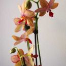 Phalaenopsis Brown Shugar (2008)