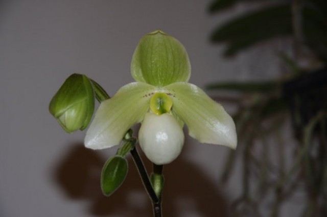 Domače orhideje 2008 - foto