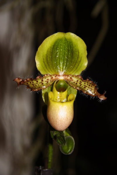 Domače orhideje 2008 - foto