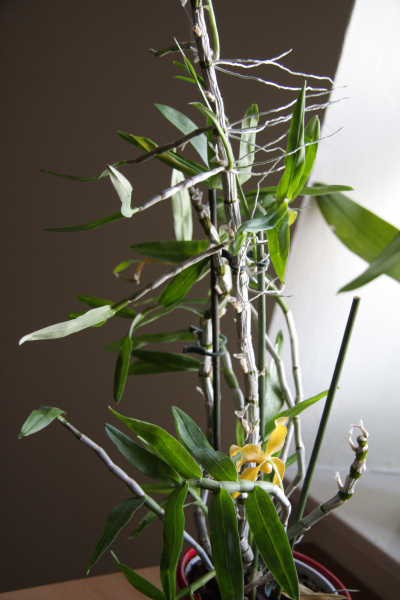 Reševanje orhidej - foto