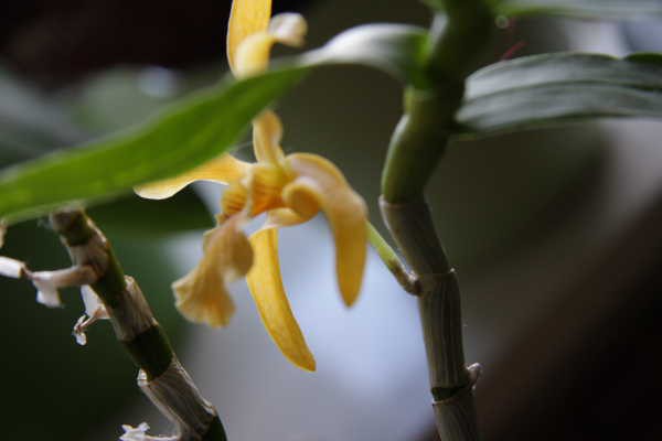Reševanje orhidej - foto