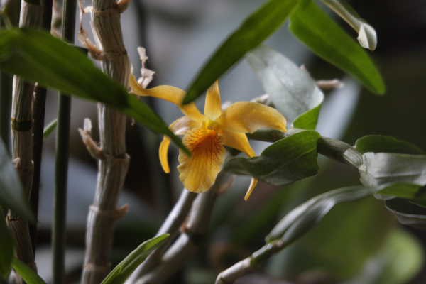 Reševanje orhidej - foto povečava