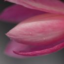 Epiphyllum hibrid - ukraden v podčetrtku