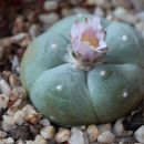 Lopfopfora Williamsi
G. Mescalito