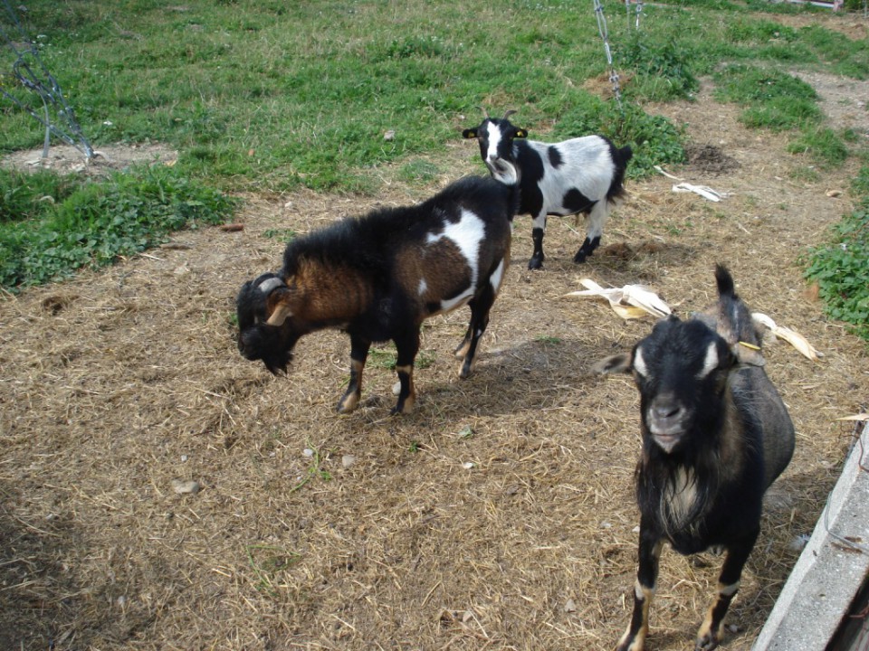 Ostale živali - foto povečava