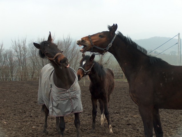 Ostali konji - foto