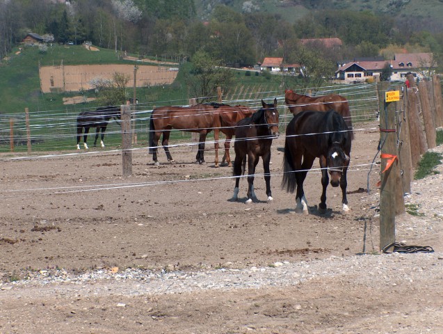 Konji v izpustu