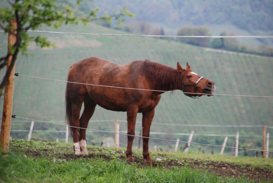 Ostali konji - foto povečava