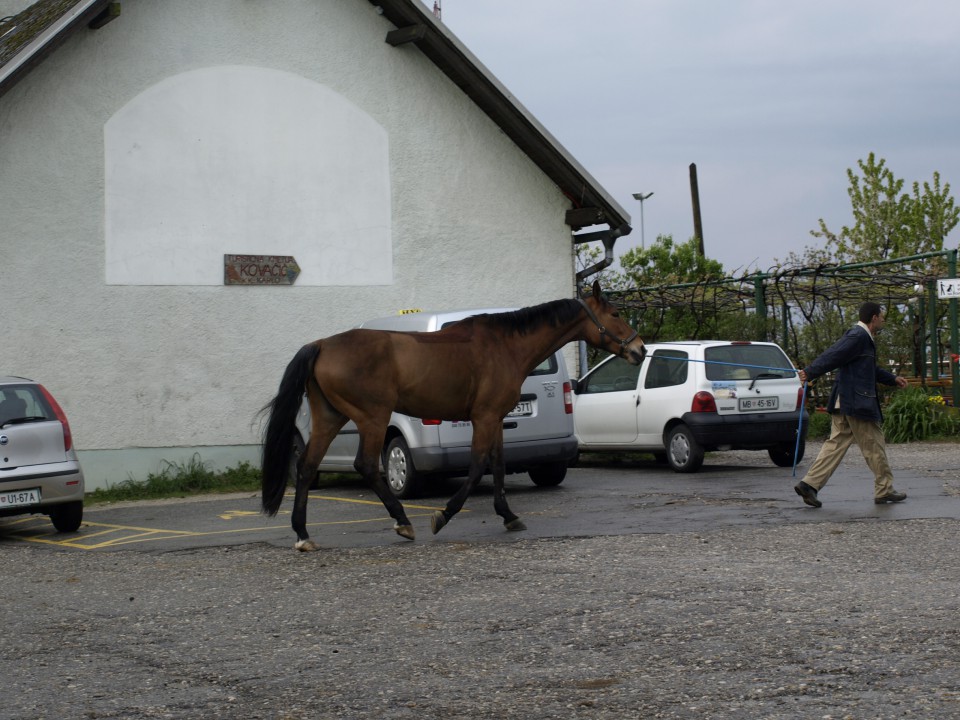 Ostali konji - foto povečava