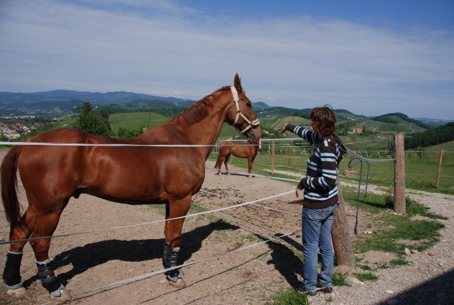 Ostali konji - foto