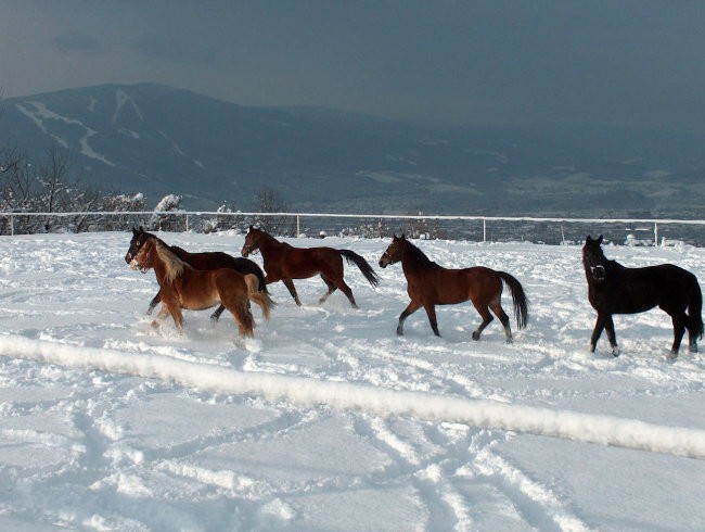 Naši konjiči in zimska radost...