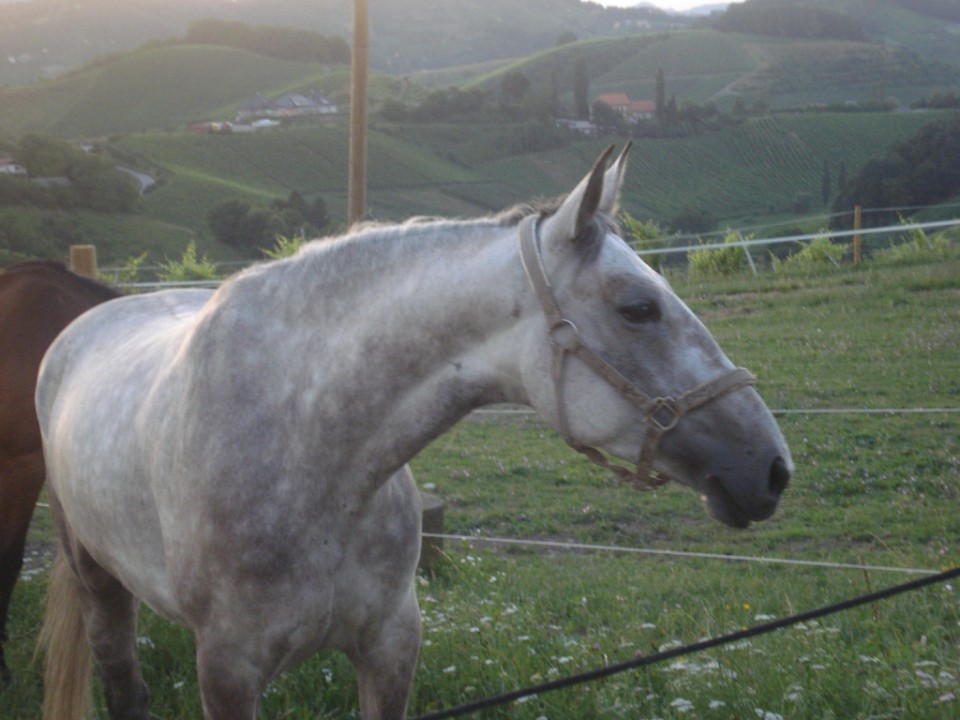 Kobila Aprila - foto povečava