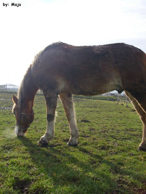 Kastrat Miško - foto