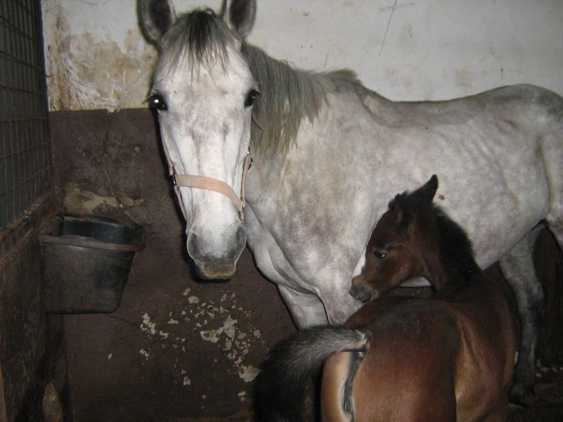 Naša nova članica Alya - foto povečava