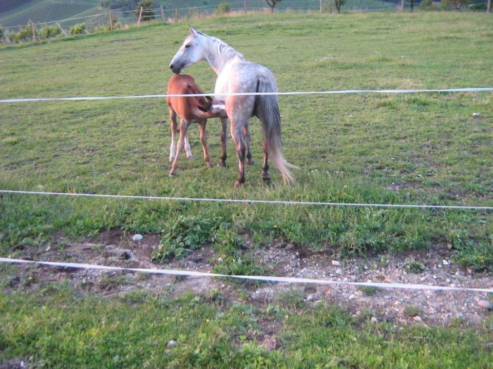 Naša nova članica Alya - foto povečava