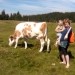 Z mamico pri kravicah ;-))