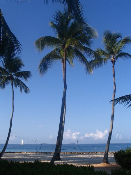 Kokosove palme