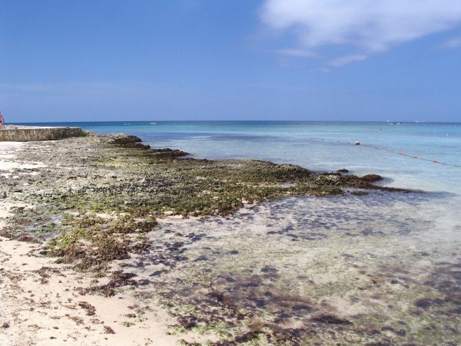 Koralni greben