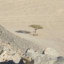 Drevešček v puščavi