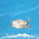 Želva je priplavala k naši ladji