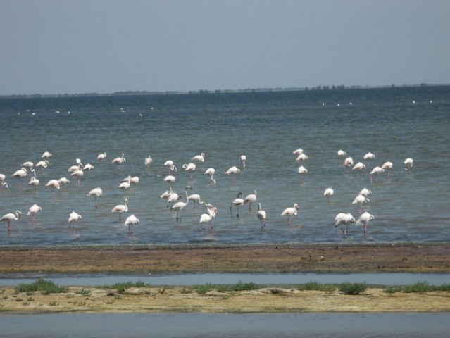 Če se ne motim, se jim reče flamingoti