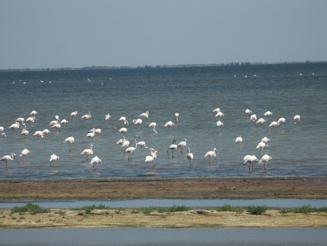 Če se ne motim, se jim reče flamingoti