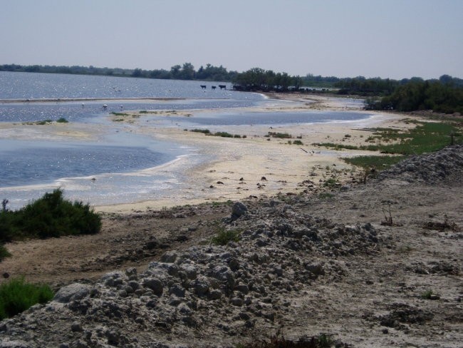 Močvirnata obala - Camargue