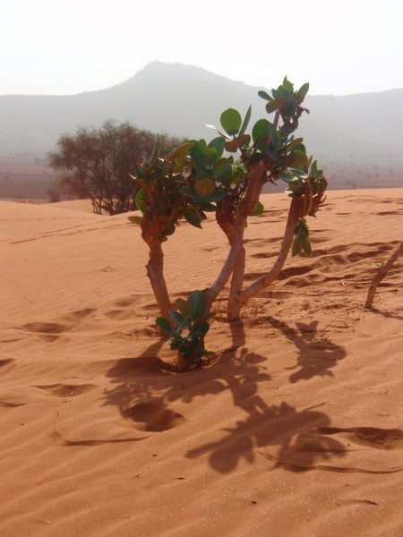 Puščavske rastline