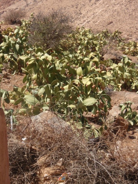 Tudi plodovi kaktusov imajo bodice