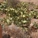 Tudi plodovi kaktusov imajo bodice