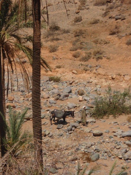 Domačin z oslom v puščavski oazi